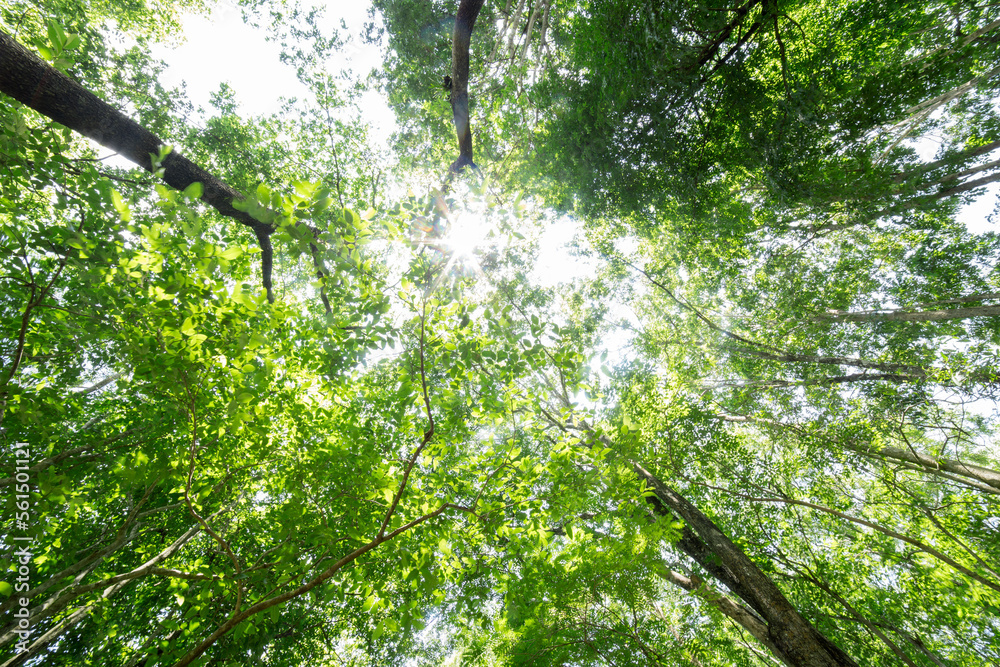 Naklejka premium summer forest bottom view - vivid green rich, lush foliage. Looking up pine trees crowns branches in woods or forest. Bottom view wide angle background photo. Tops of trees from ground view.