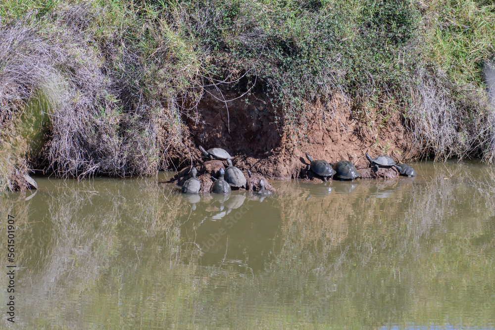 Turtle are sunbathing in South Africa, near Hoedspruit. Turtle are sunbathing in South Africa, near Hoedspruit.