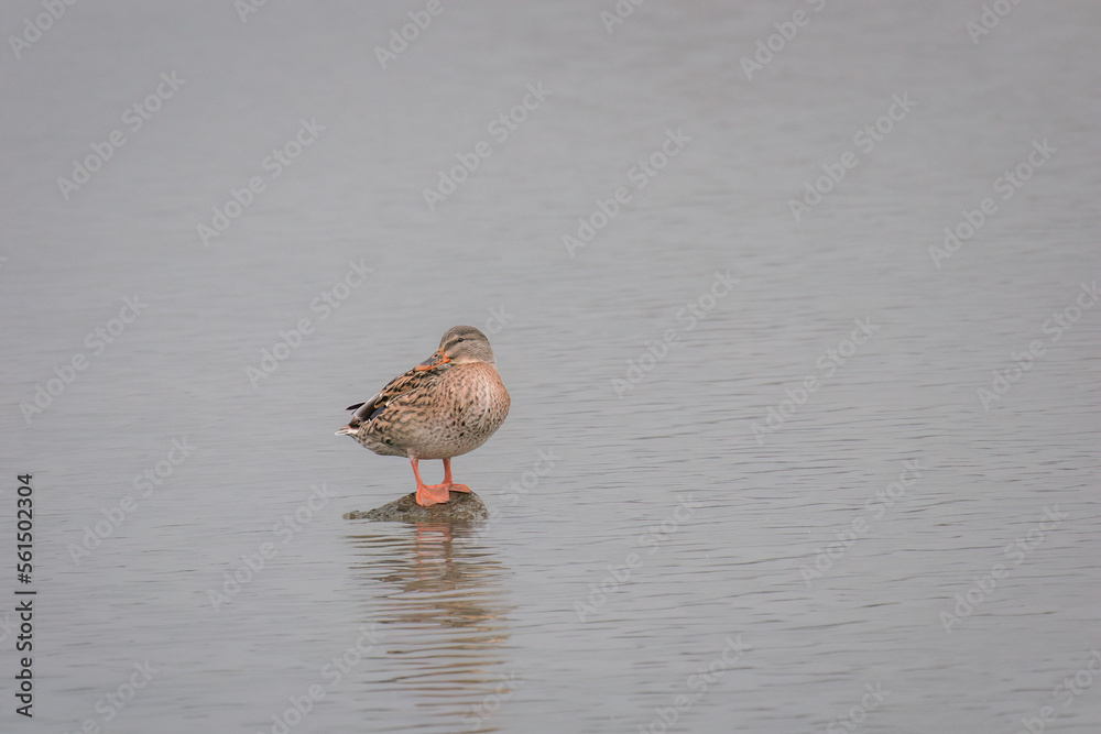 Duck alone on a rock in the lake Duck alone on a rock in the lake