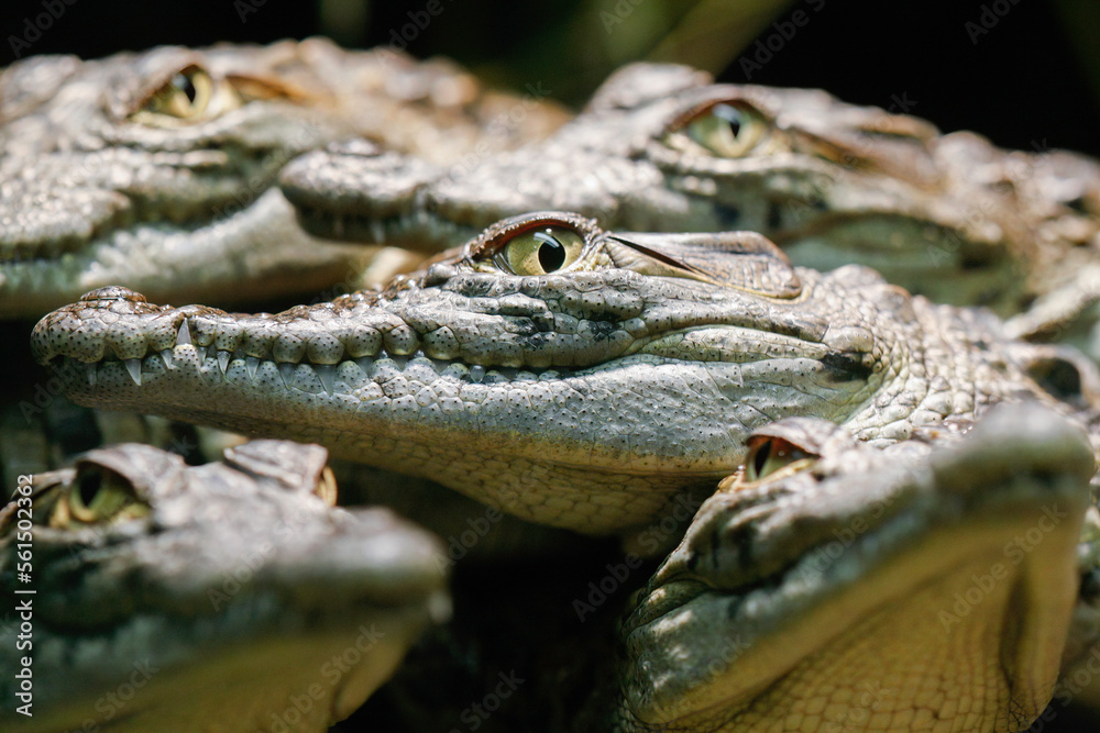 Fototapeta premium young crocodiles stare at me