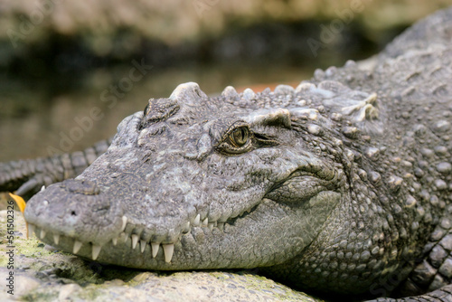Crocodile Farm in French reptile smile