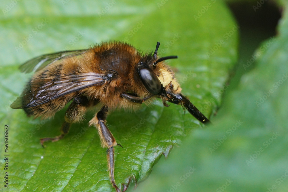 Closeup on a male fork-tailed flower bee, Anthophora furcata sitting on a green leaf cleaning it's long tongue Closeup on a male fork-tailed flower bee, Anthophora furcata sitting on a green leaf cleaning it's long tongue