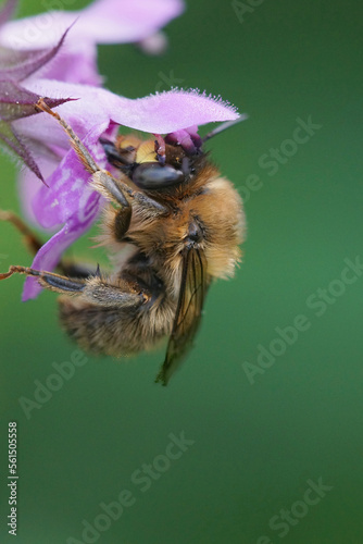 Closeup on a male fork-tailed flower bee, Anthophora furcata hanging on a purple flower of hedge woundwort, Stachys sylvatica in the garden photo