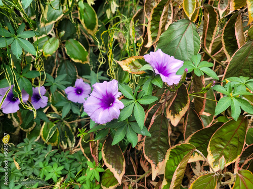 Beautiful flowers on a green bush in the garden photo