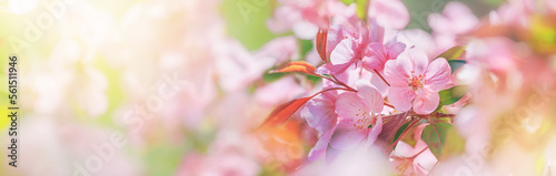 Fototapeta Naklejka Na Ścianę i Meble -  Spring background - pink flowers of apple tree on the background of a blooming garden. Horizontal banner with space for text