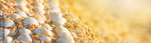 Summer natural background - seashells on the sand on the shore of the sea beach. Horizontal banner with copy space for text