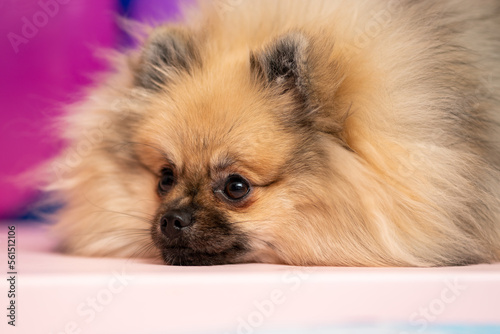 Pomeranian spitz on a colorful background