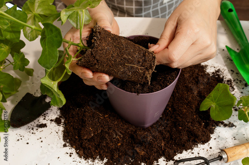 The root system of the houseplant is close-up. The concept of selecting a pot for transplanting, choosing a suitable soil