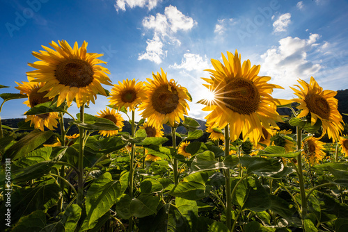 Sonnenblumenfeld in der Pfalz