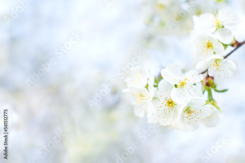 White cherry flowers. Selective focus, bokeh and blur. Copyspace