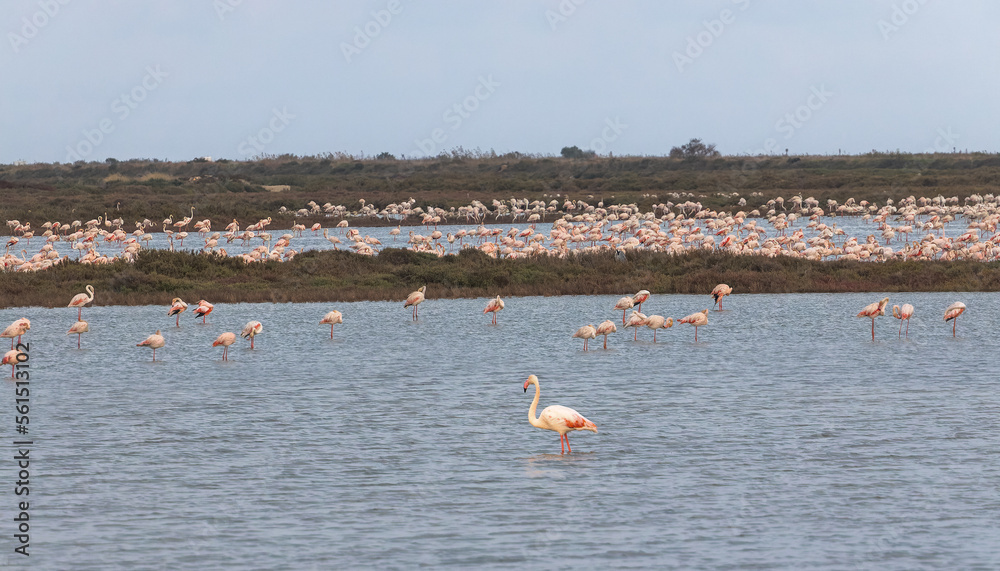 Colony of Flamingos at Delta de l'Ebre Natural Park, Catalonia