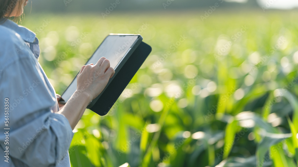 Close-up hand woman farmer using tablet to store farm data In the evening with warm light. Agricultural technology concept. Organic agriculture.	