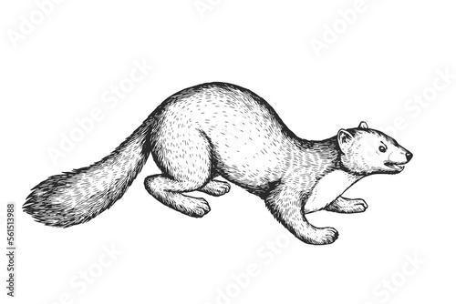 Vector hand-drawn illustration of marten in engraving style. Sketch of wild forest animal isolated on white.
