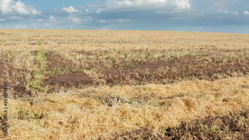 Volga region, harvest season. A field of ripe chickpeas. Aerial view. Volga region, harvest season. A field of ripe chickpeas. Aerial view.