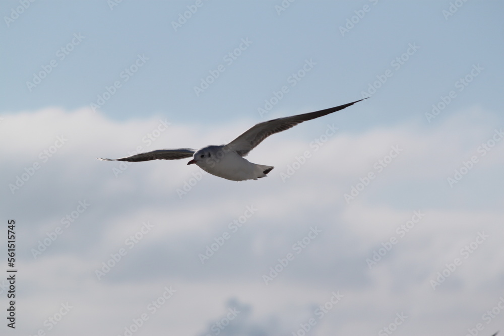 flying seagulls against the background of the sky and the sea flying seagulls against the background of the sky and the sea