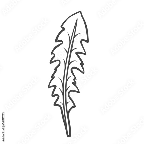 Dandelion leaf outline icon vector illustration. Hand drawn line sketch of edible plant from spring or summer meadow, natural leaves for cooking vegan salad in kitchen, dandelion vitamin herb