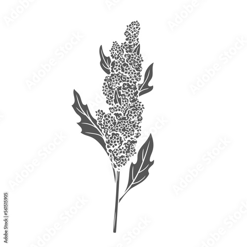 Quinoa cereal crop plant, glyph icon vector illustration. Cut black silhouette of amaranth grain plant photo