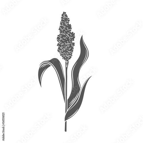 Sorghum cereal crop plant, glyph icon vector illustration. Black silhouette grain plant with seeds and leaf on stalk spikelet, agriculture sorgho grass from field, sorgo organic harvest photo