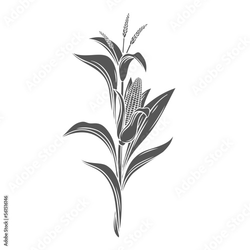 Corn cereal crop plant, glyph icon vector illustration. Black silhouette of maize cobs of sweetcorn with husk and leaf growing on organic plant, healthy kernels of farmers vegetable