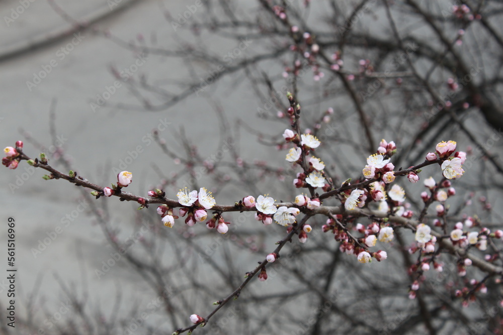 flowering branch of apricots against the blue sky flowering branch of apricots against the blue sky