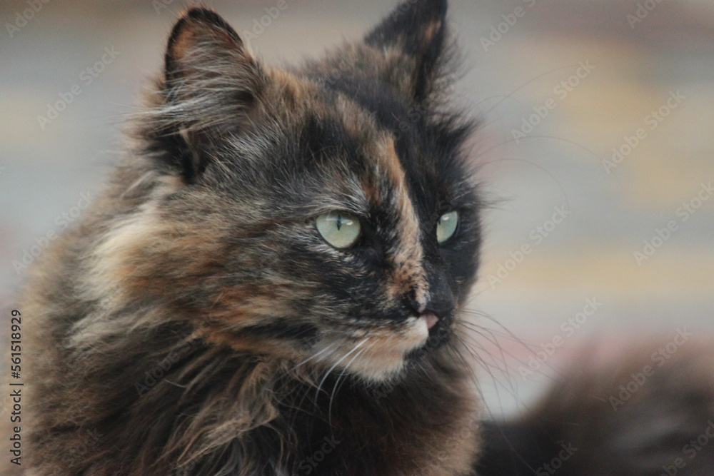 Fototapeta premium Cute cat portrait