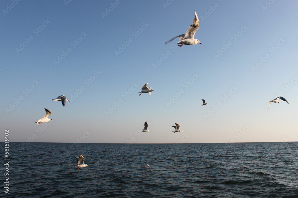 flying seagulls against the background of the sky and the sea flying seagulls against the background of the sky and the sea