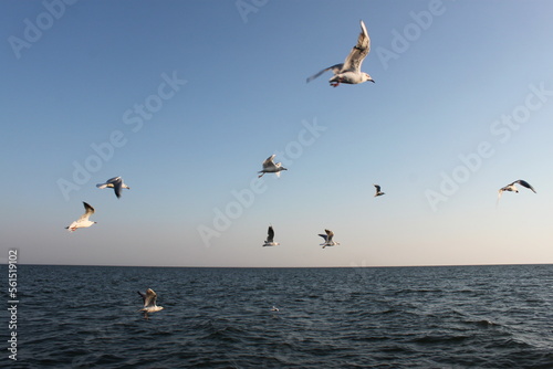 flying seagulls against the background of the sky and the sea 