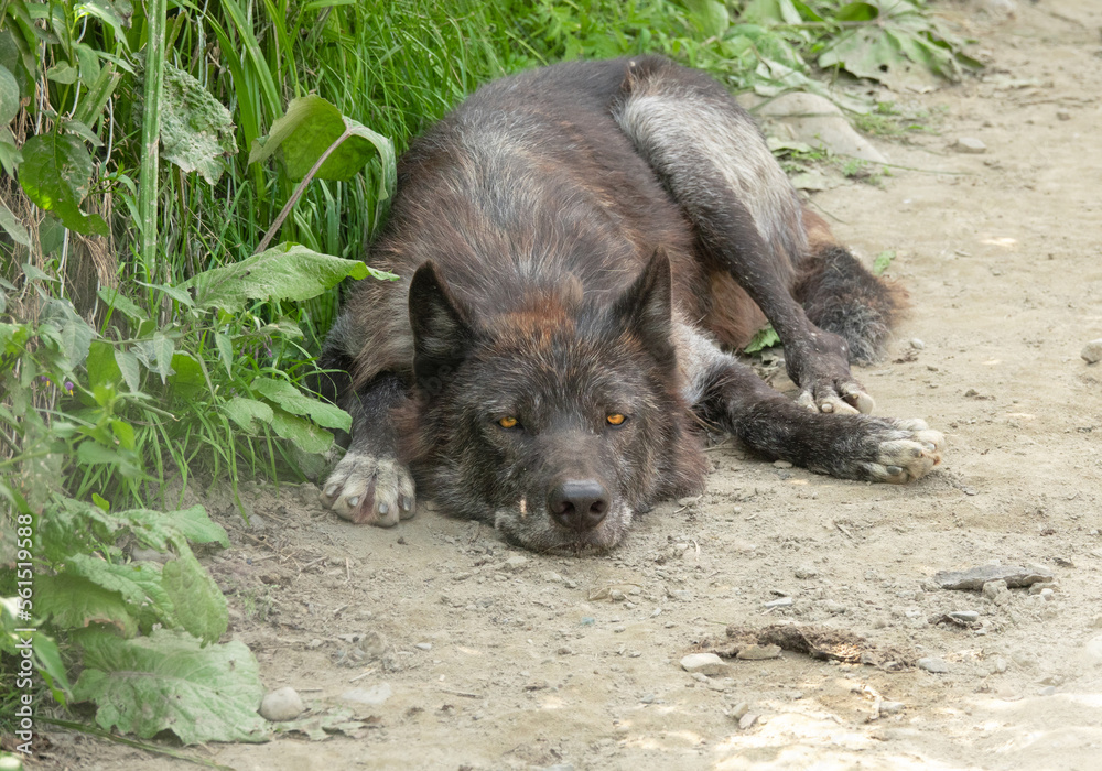 Canadian black wolf lies in the shade Hiding from the heat Canadian black wolf lies in the shade Hiding from the heat
