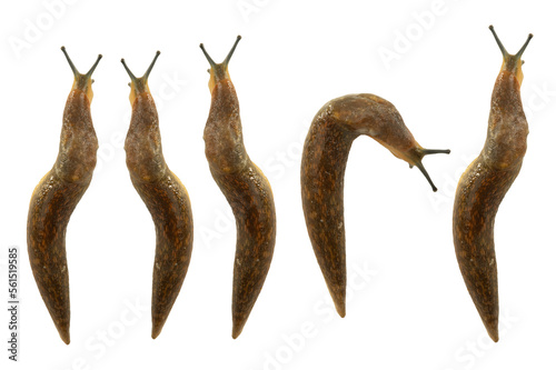 crawling without shell snail isolated on white background