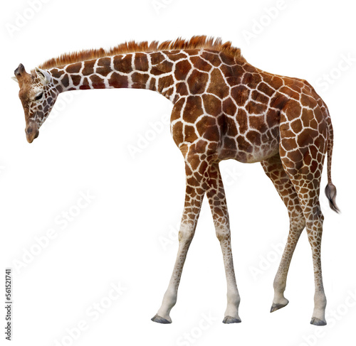 Canvas Print Little Giraffe. PNG File.