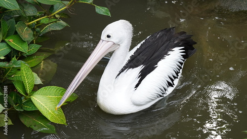 pelican in the water | Pelicans (genus Pelecanus) | 鵜鶘