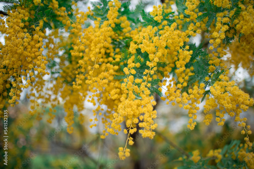 Fototapeta premium ミモザ