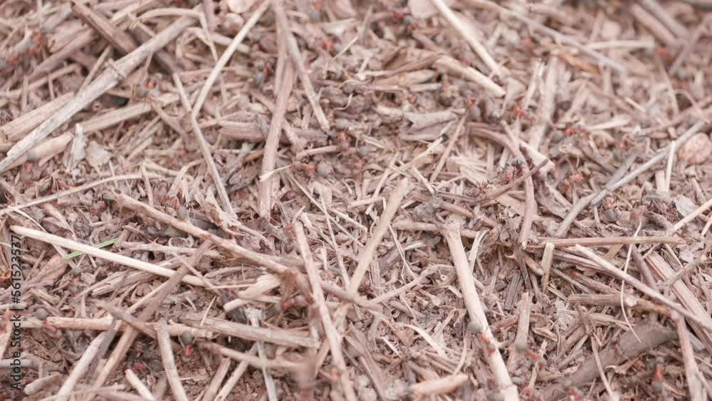Big anthill in the straws. Big anthill with colony of ants in summer forest. Ants on the ant hill in the woods closeup, macro. They mooving sticks and building their house Big anthill in the straws. Big anthill with colony of ants in summer forest. Ants on the ant hill in the woods closeup, macro. They mooving sticks and building their house