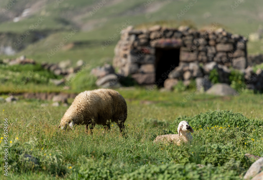 Obraz premium sheep and lambs