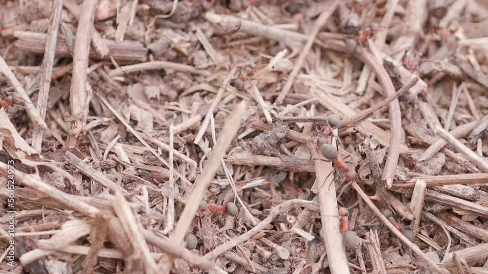 Big anthill in the straws. Big anthill with colony of ants in summer forest. Ants on the ant hill in the woods closeup, macro. They mooving sticks and building their house Big anthill in the straws. Big anthill with colony of ants in summer forest. Ants on the ant hill in the woods closeup, macro. They mooving sticks and building their house