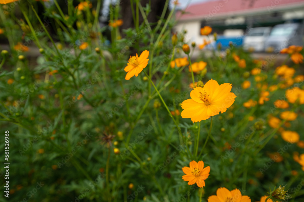 Fototapeta premium 真夏の庭に満開のキバナコスモス