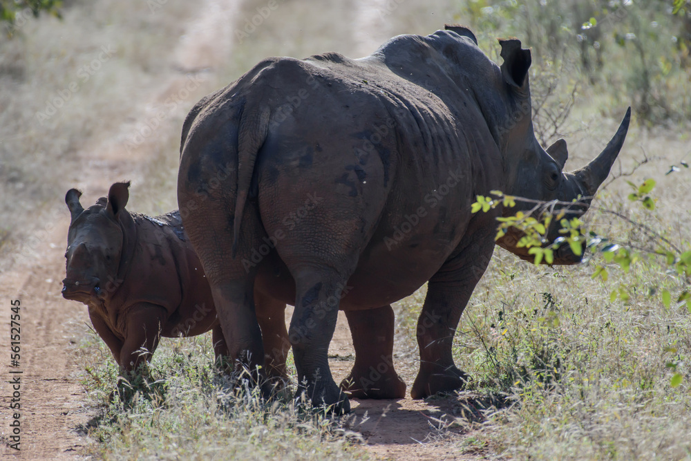 Obraz premium The African rhino is divided into two species, the black rhino and the white rhino.