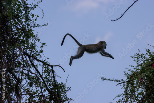 Monkey is jumping on a tree in Africa.