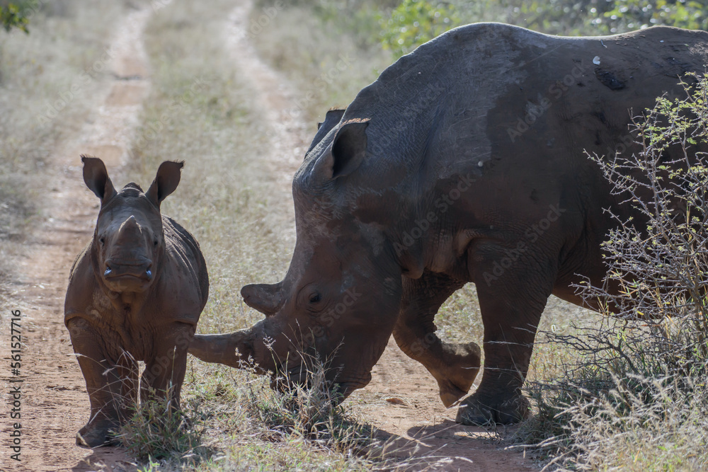 The African rhino is divided into two species, the black rhino and the white rhino The African rhino is divided into two species, the black rhino and the white rhino