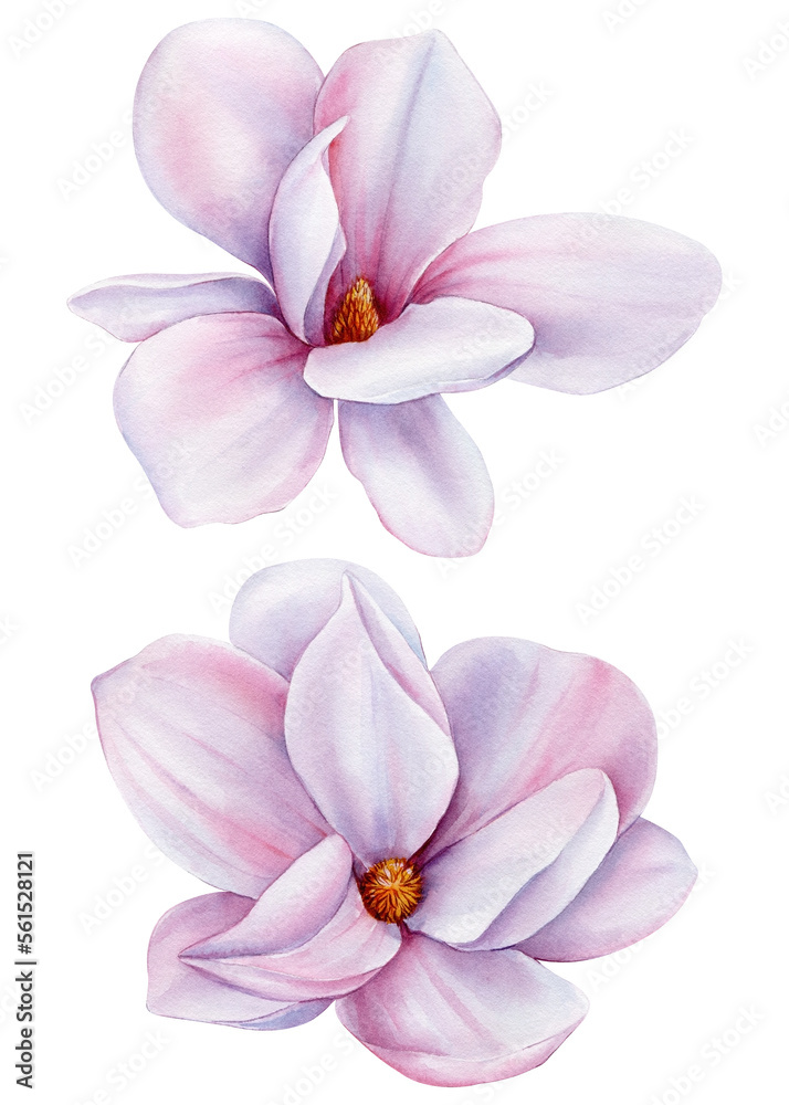 Pink magnolia set flowers on an isolated white background, watercolor wedding floral design elements Pink magnolia set flowers on an isolated white background, watercolor wedding floral design elements