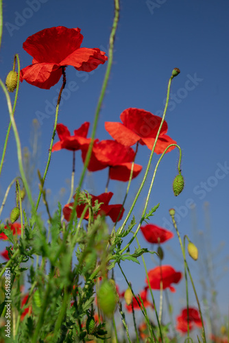 Field of poppy flowers papaver rhoeas in spring.
