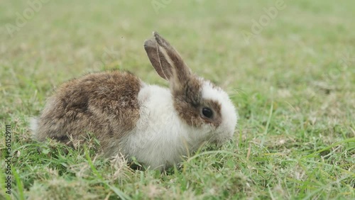 Adorable rabbit eating grass in the garden at home.