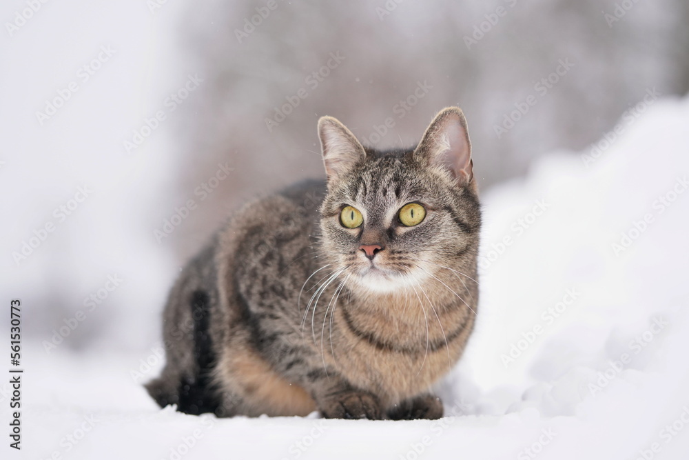 a beautiful tabby cat sits in the snow. Winter scene with a cute european cat. 