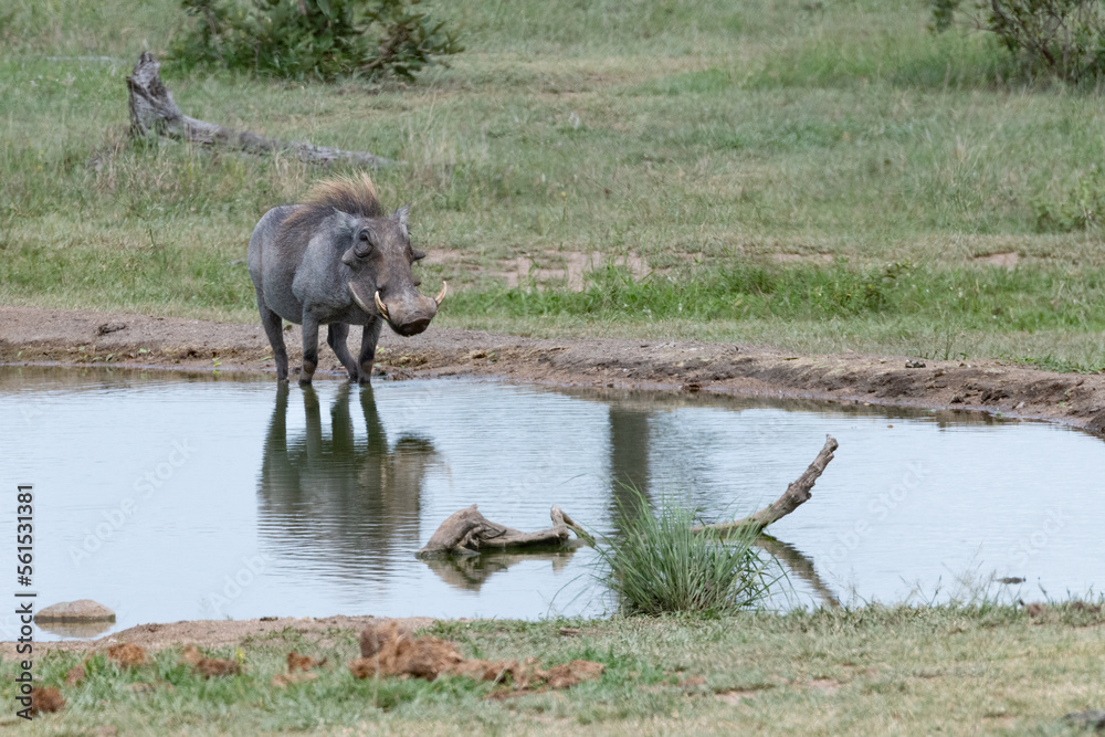 Fototapeta premium Wart hog at a water hole in the Kruger