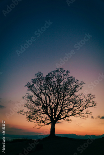 夕暮れの木のシルエット