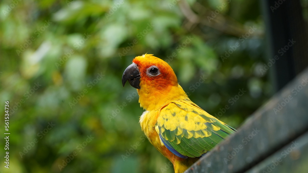 Sun Conure|Sun Parakeet|Aratinga solstitialis|金太陽錐尾鸚鵡|太阳锥尾鹦鹉