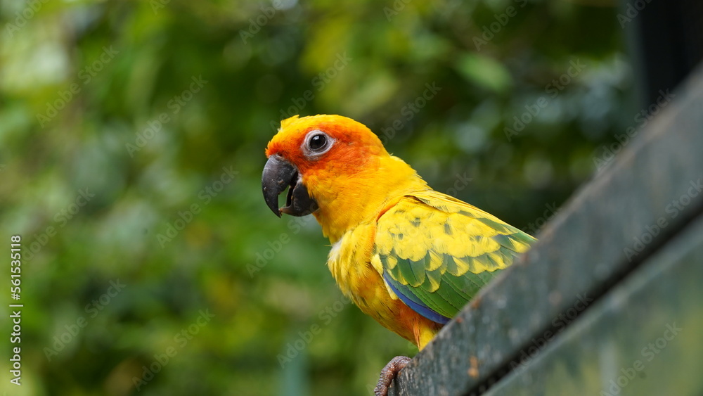 Sun Conure|Sun Parakeet|Aratinga solstitialis|金太陽錐尾鸚鵡|太阳锥尾鹦鹉