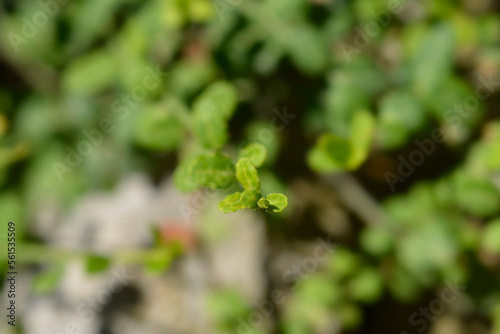 Wintercreeper Minimus leaves photo