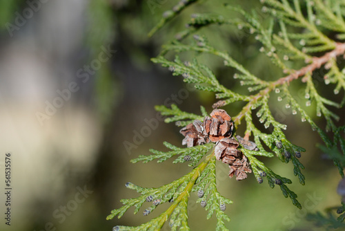 False cypress branch with seed cones