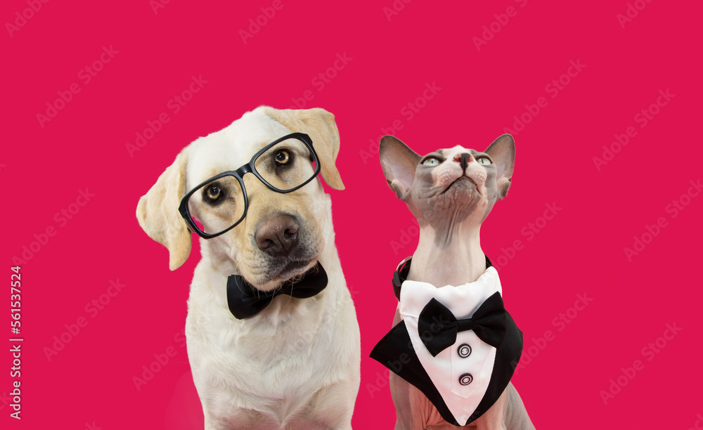 Banner two pets dog and cat celebrating valentine's day or anniversary wearing a tuxedo and a bow tie. Isolated on magenta background Banner two pets dog and cat celebrating valentine's day or anniversary wearing a tuxedo and a bow tie. Isolated on magenta background